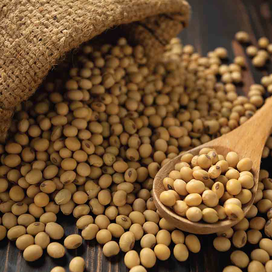 soyabean